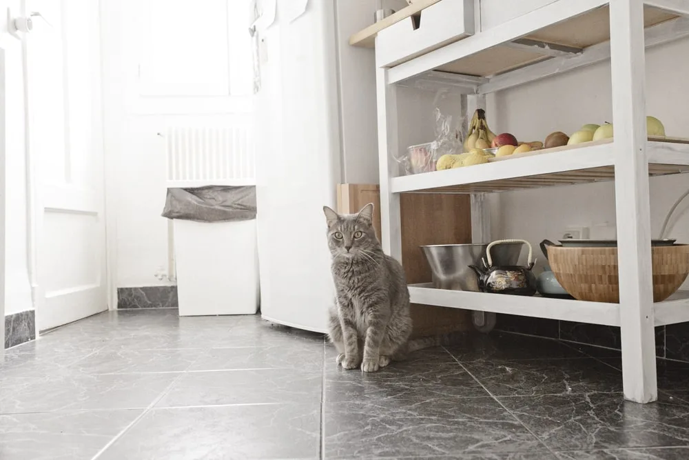 Photo d’animaux : conseils et astuces