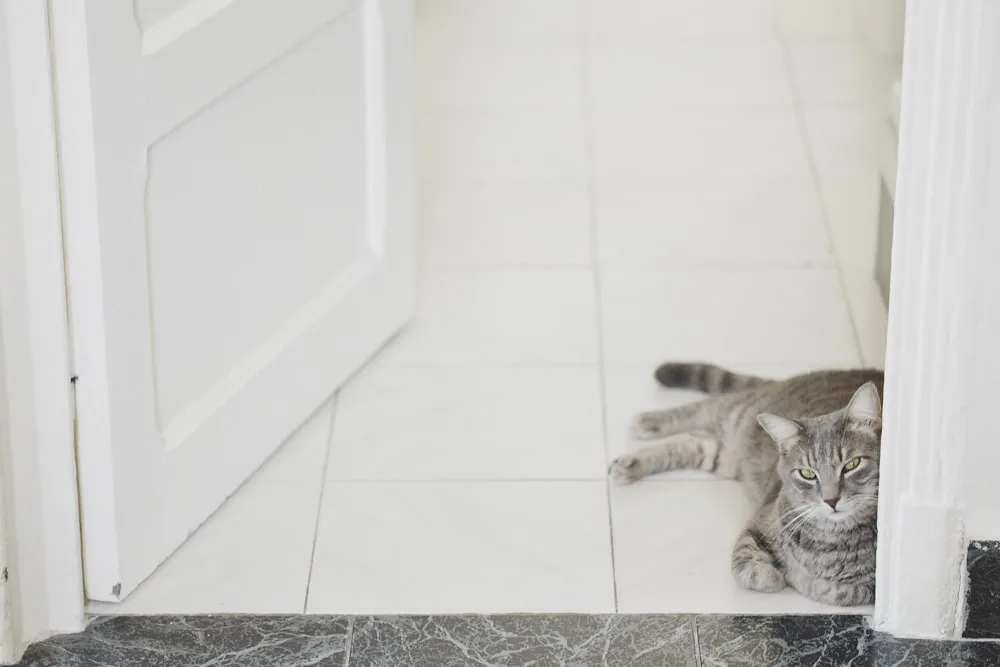 Photo d’animaux : conseils et astuces