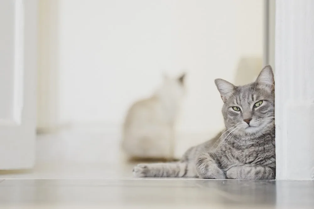 Photo d’animaux : conseils et astuces