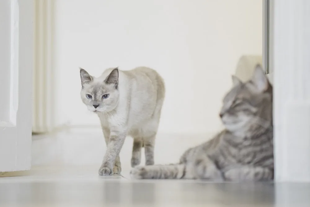 Photo d’animaux : conseils et astuces