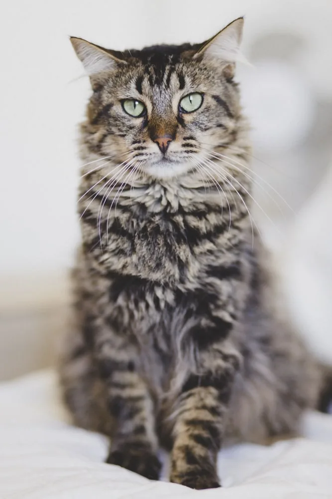 Photo d’animaux : conseils et astuces