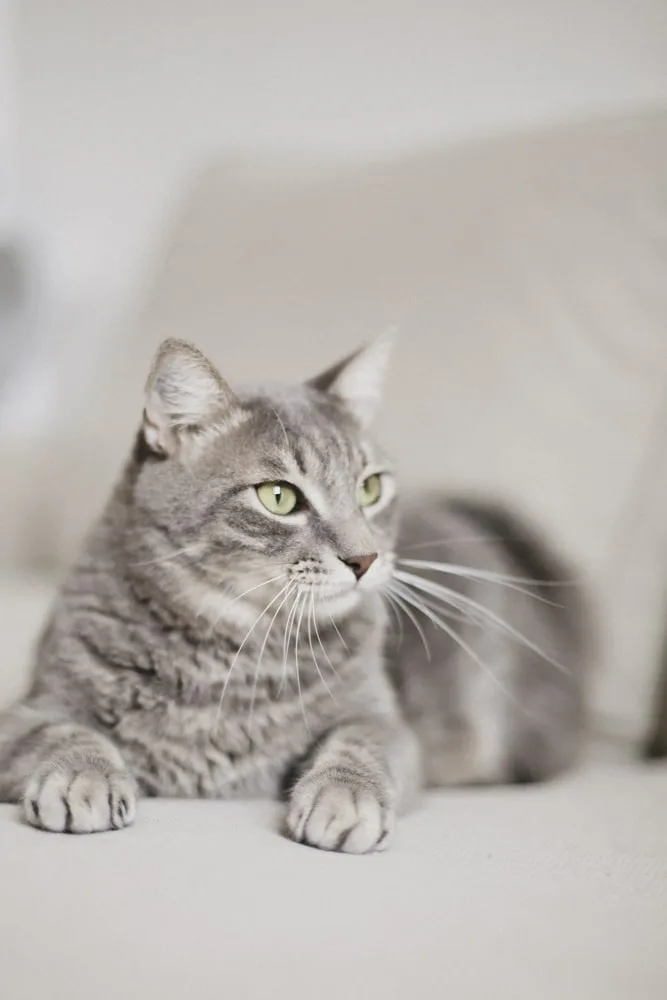 Photo d’animaux : conseils et astuces