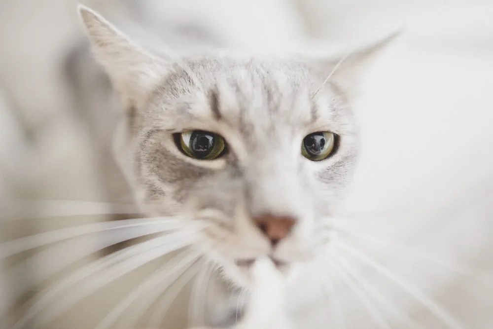 Photo d’animaux : conseils et astuces