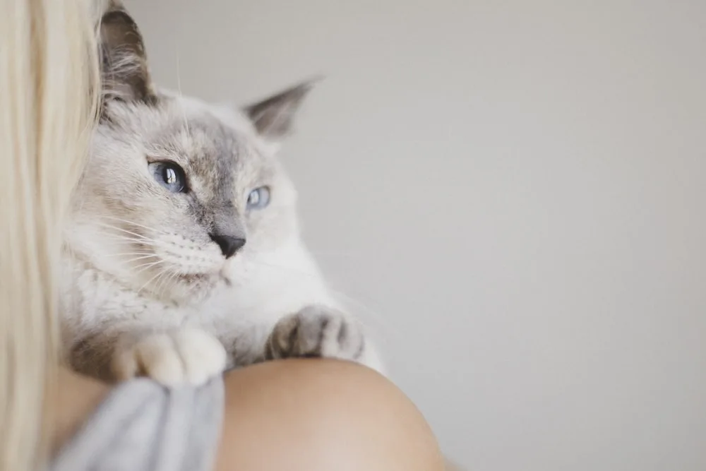 Photo d’animaux : conseils et astuces