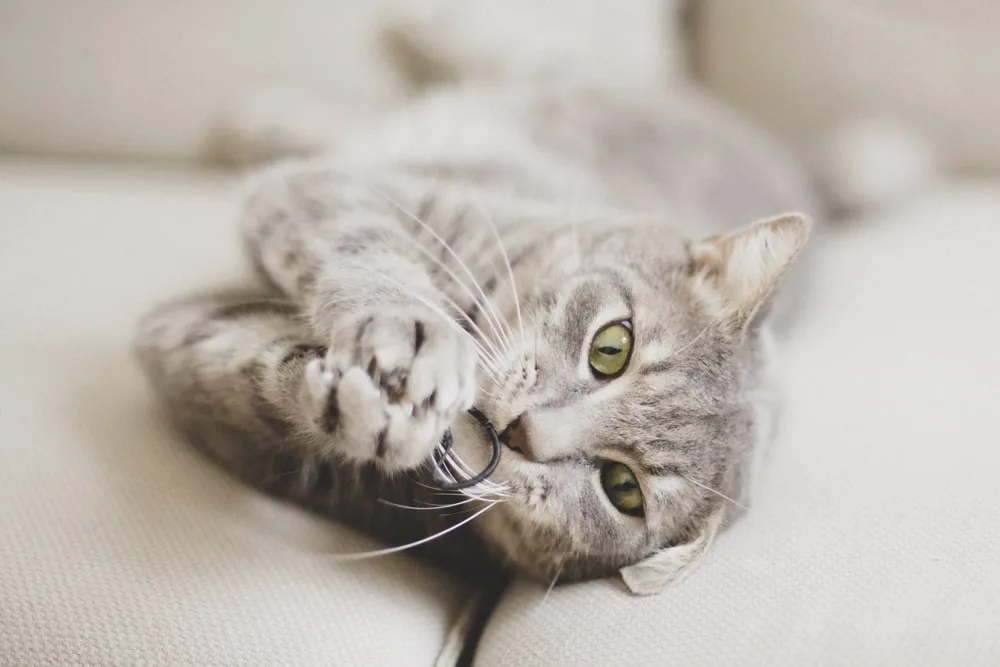 Photo d’animaux : conseils et astuces