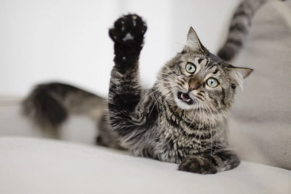 Photo d’animaux : conseils et astuces