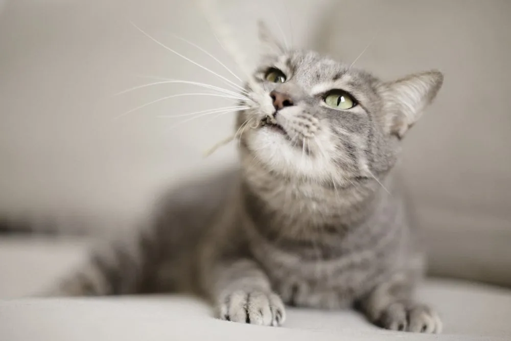 Photo d’animaux : conseils et astuces