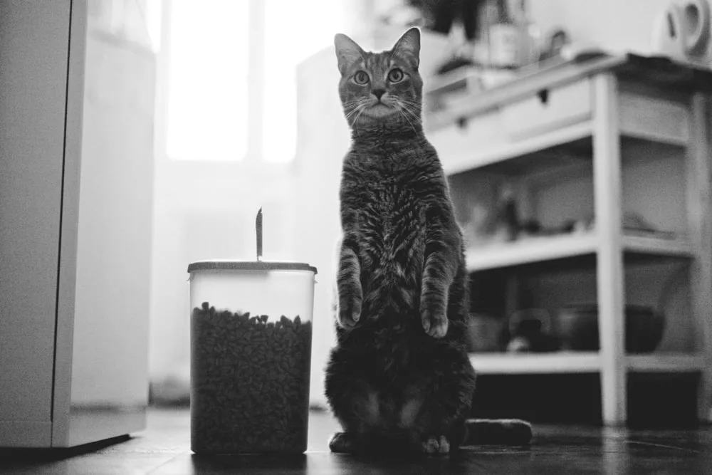 Photo d’animaux : conseils et astuces