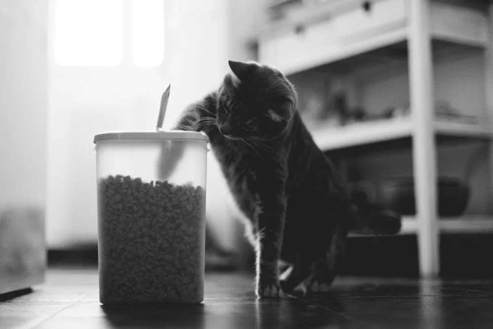 Photo d’animaux : conseils et astuces