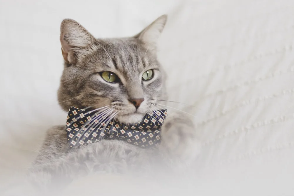 Photo d’animaux : conseils et astuces