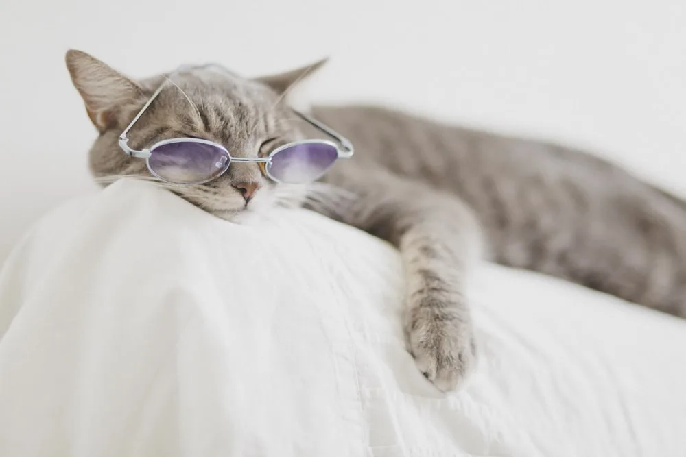 Photo d’animaux : conseils et astuces