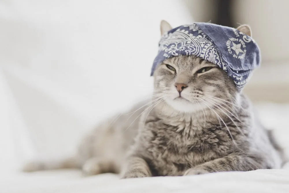Photo d’animaux : conseils et astuces