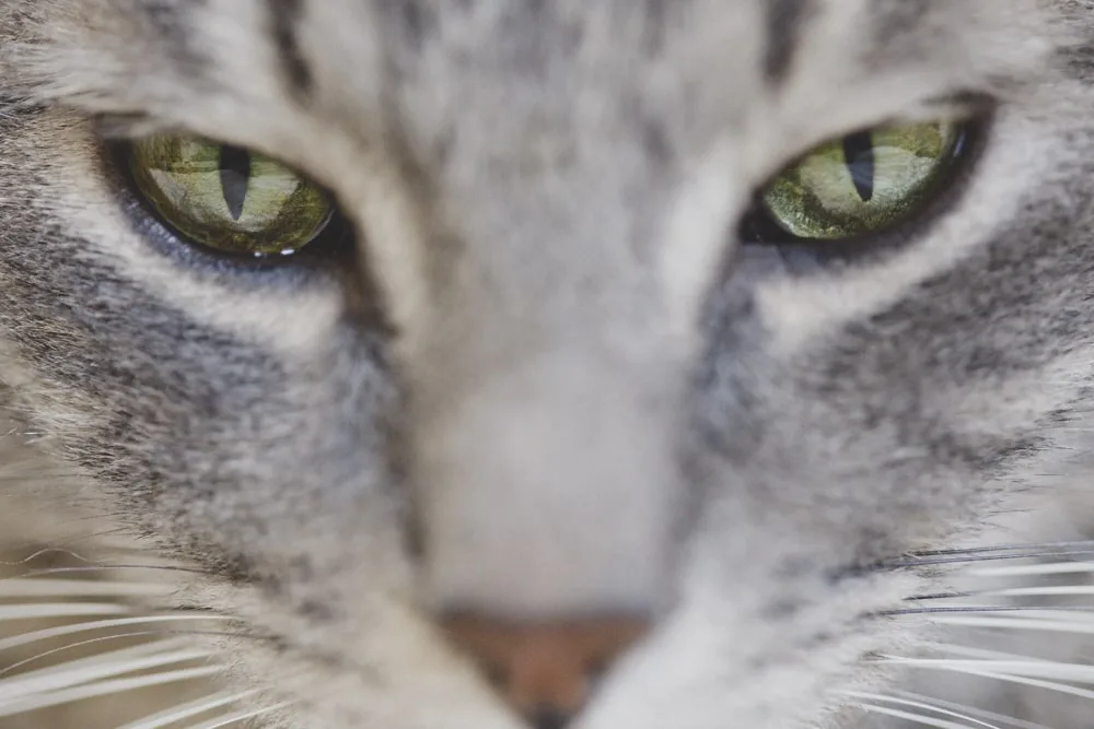 Photo d’animaux : conseils et astuces