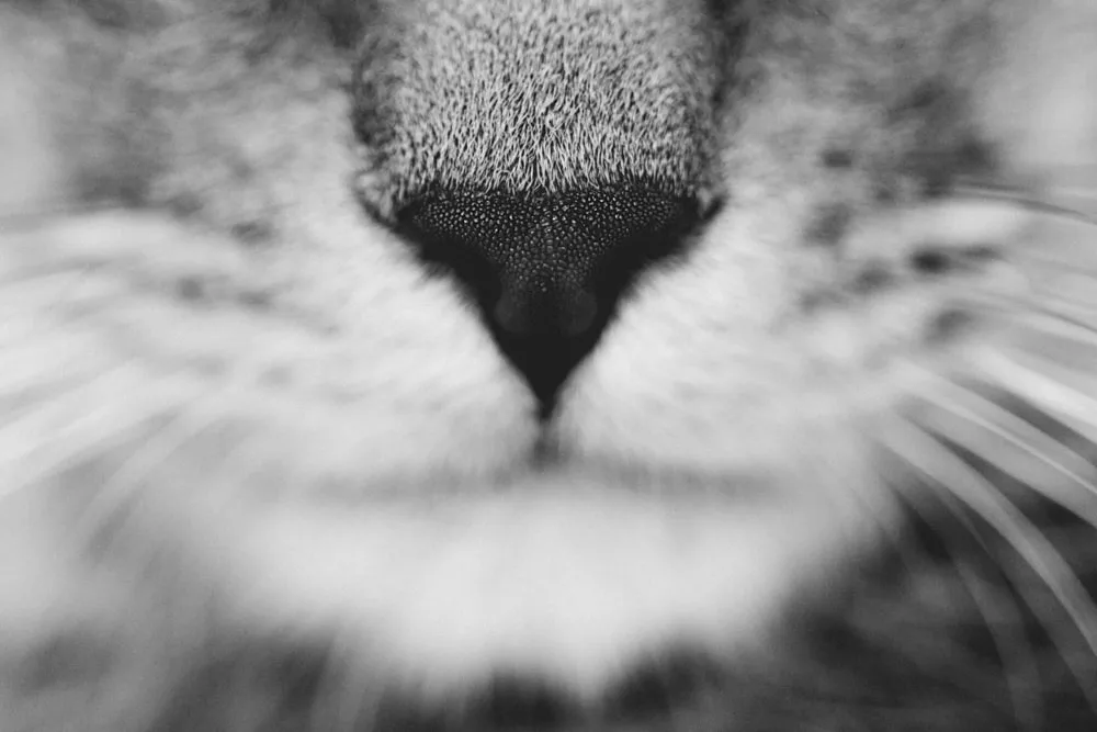 Photo d’animaux : conseils et astuces