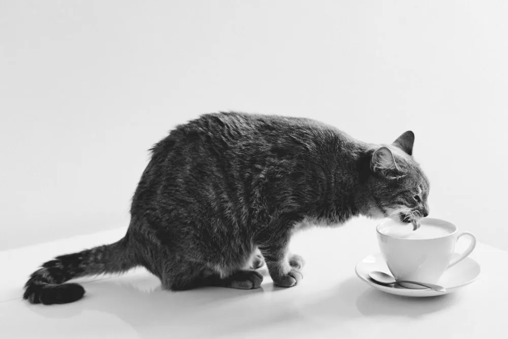 Photo d’animaux : conseils et astuces