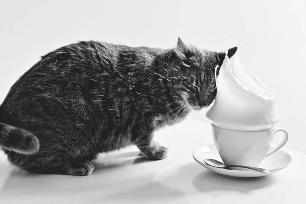 Photo d’animaux : conseils et astuces