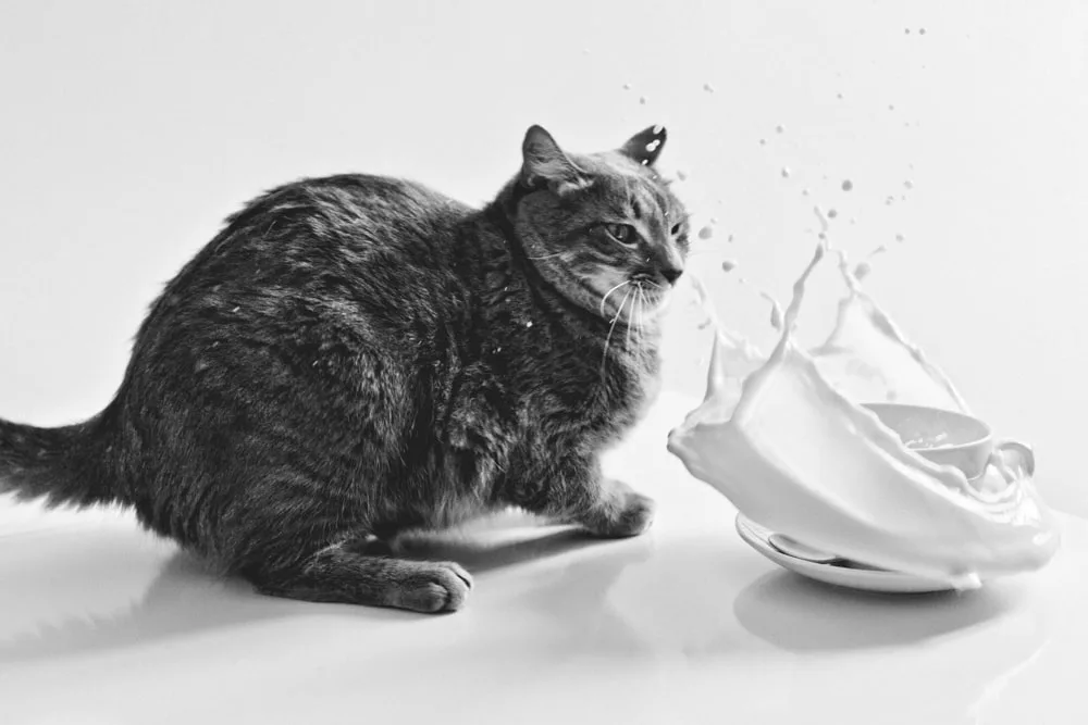 Photo d’animaux : conseils et astuces