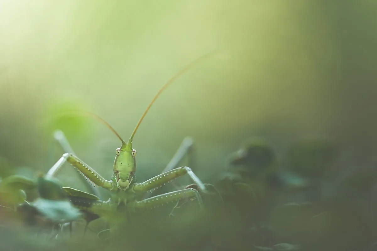 La distance focale en photographie : comment la maîtriser et bien la choisir ?