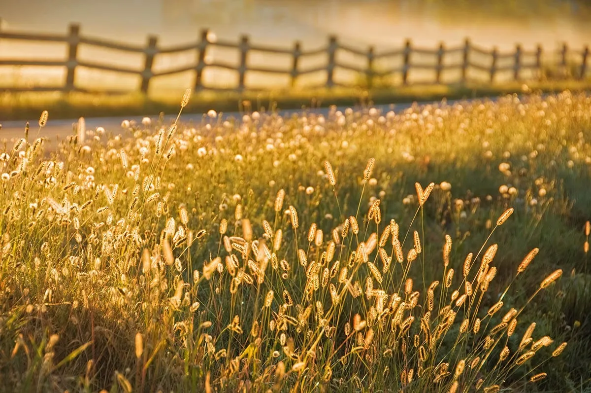 fleurs campagne