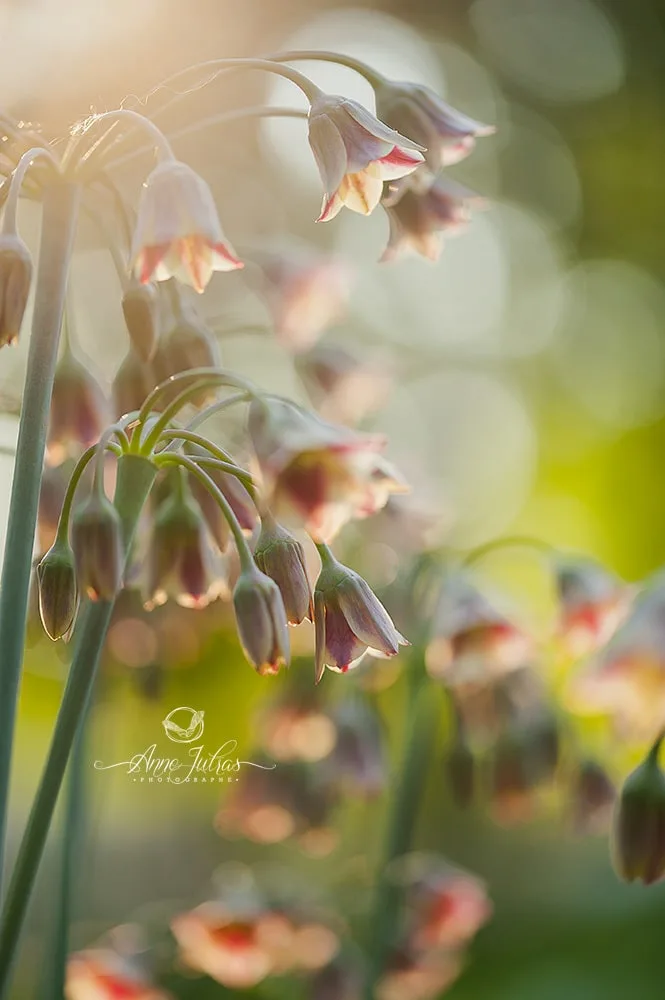 fleurs clochette