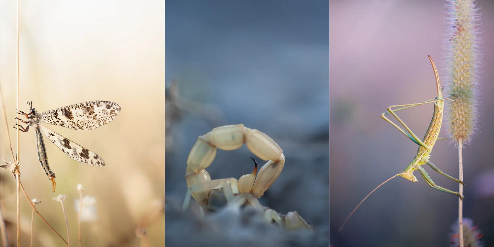 Focus Peaking : Améliorez la Mise au Point Manuelle pour des Images Parfaitement Nettes