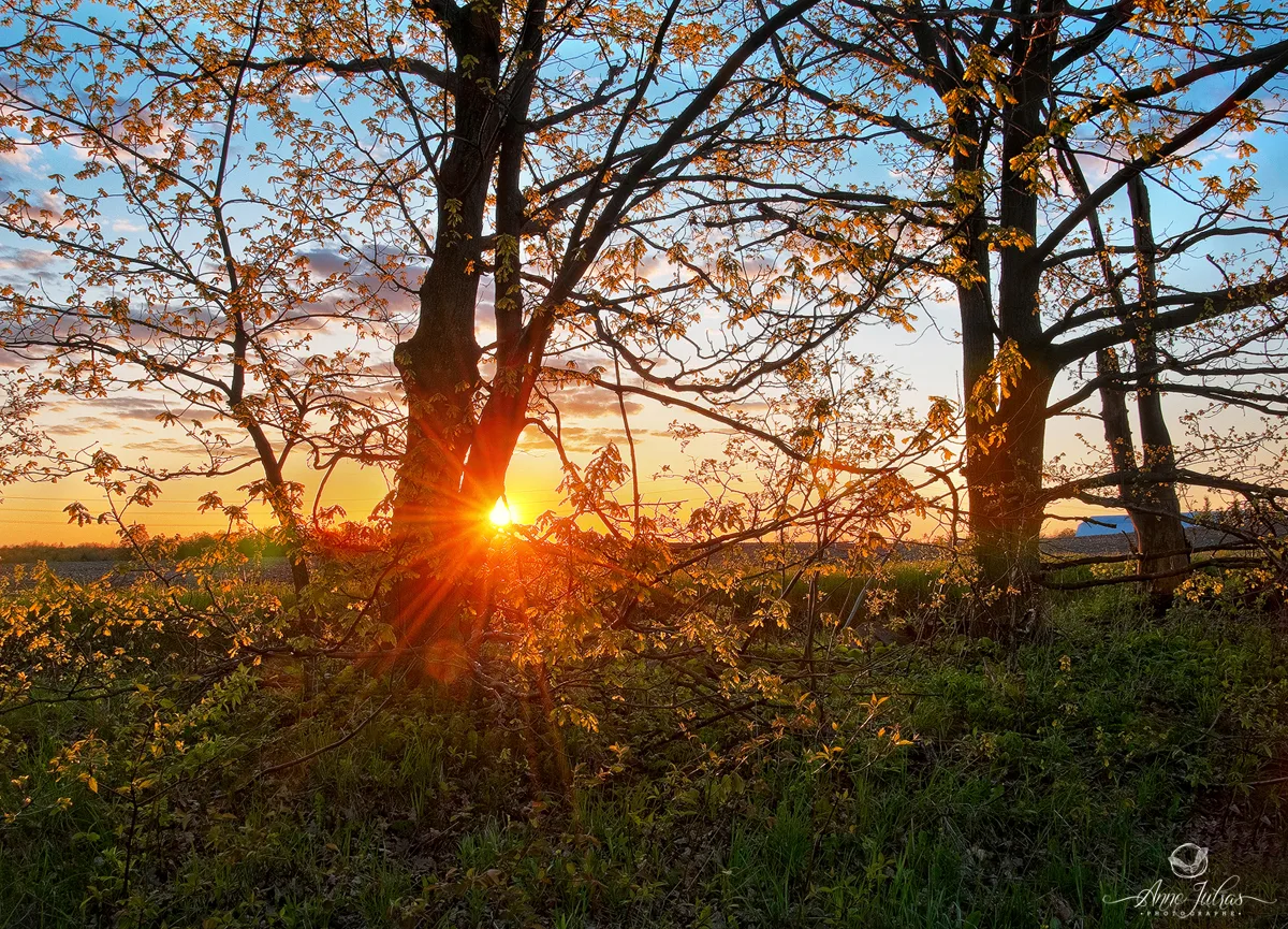 Photographier l’heure dorée : 6 conseils pour en tirer le max