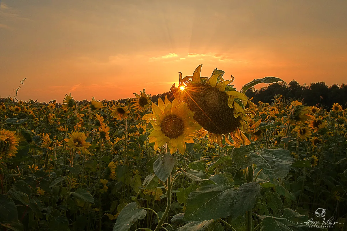 Photographier l’heure dorée : 6 conseils pour en tirer le max