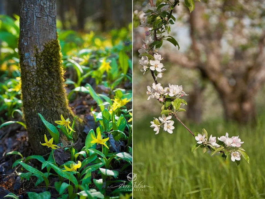 Photo de paysage : quel type de lumière favoriser ? – Partie 1