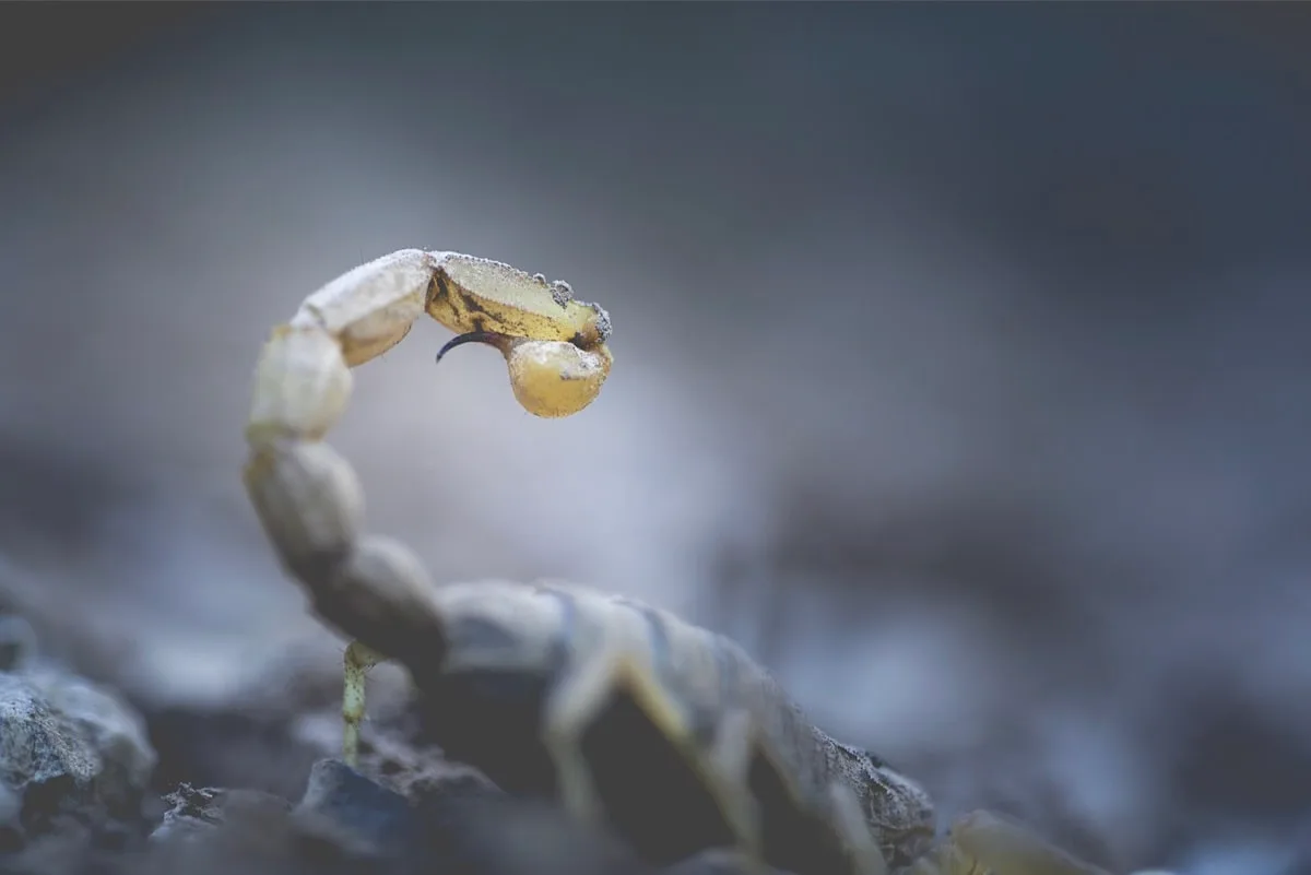 La macrophotographie animale