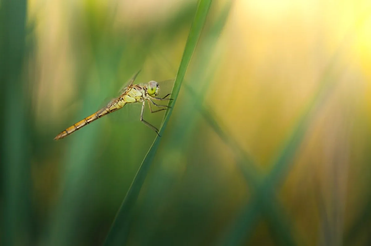 La macrophotographie animale