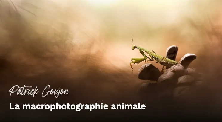 La macrophotographie animale