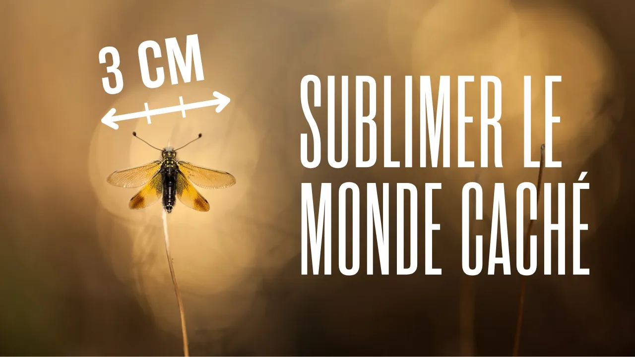 Vidéo : Macro photographie animale : les lampes LED