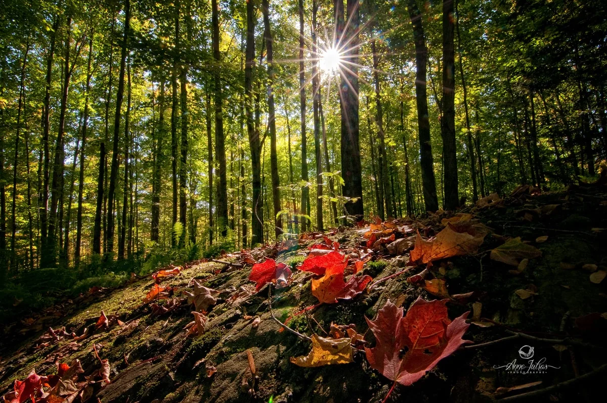 4 perspectives à adopter pour vos photos de paysage
