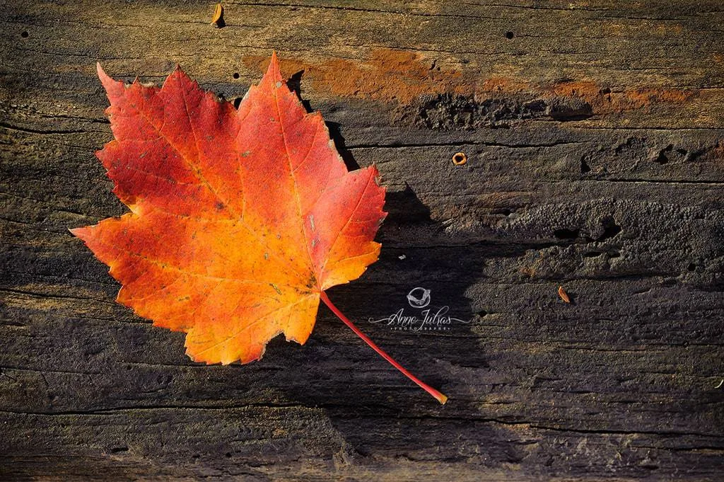 10 astuces pour photographier l’automne et capturer ses couleurs