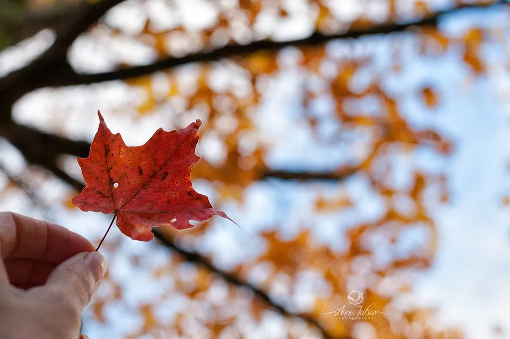 10 astuces pour photographier l’automne et capturer ses couleurs