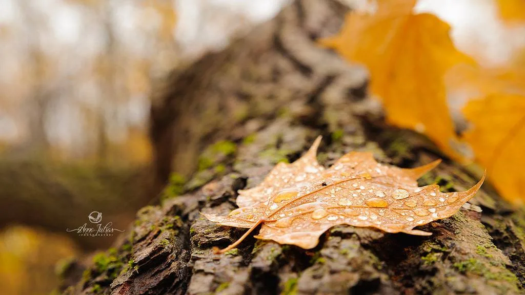 10 astuces pour photographier l’automne et capturer ses couleurs
