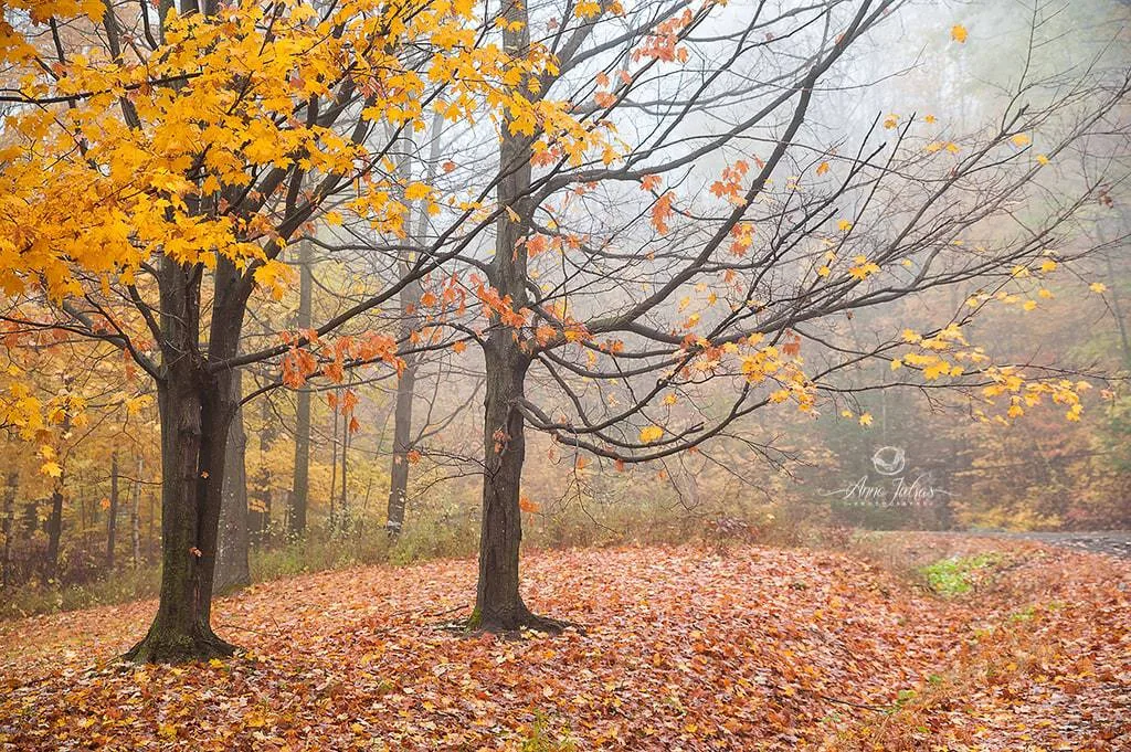 10 astuces pour photographier l’automne et capturer ses couleurs