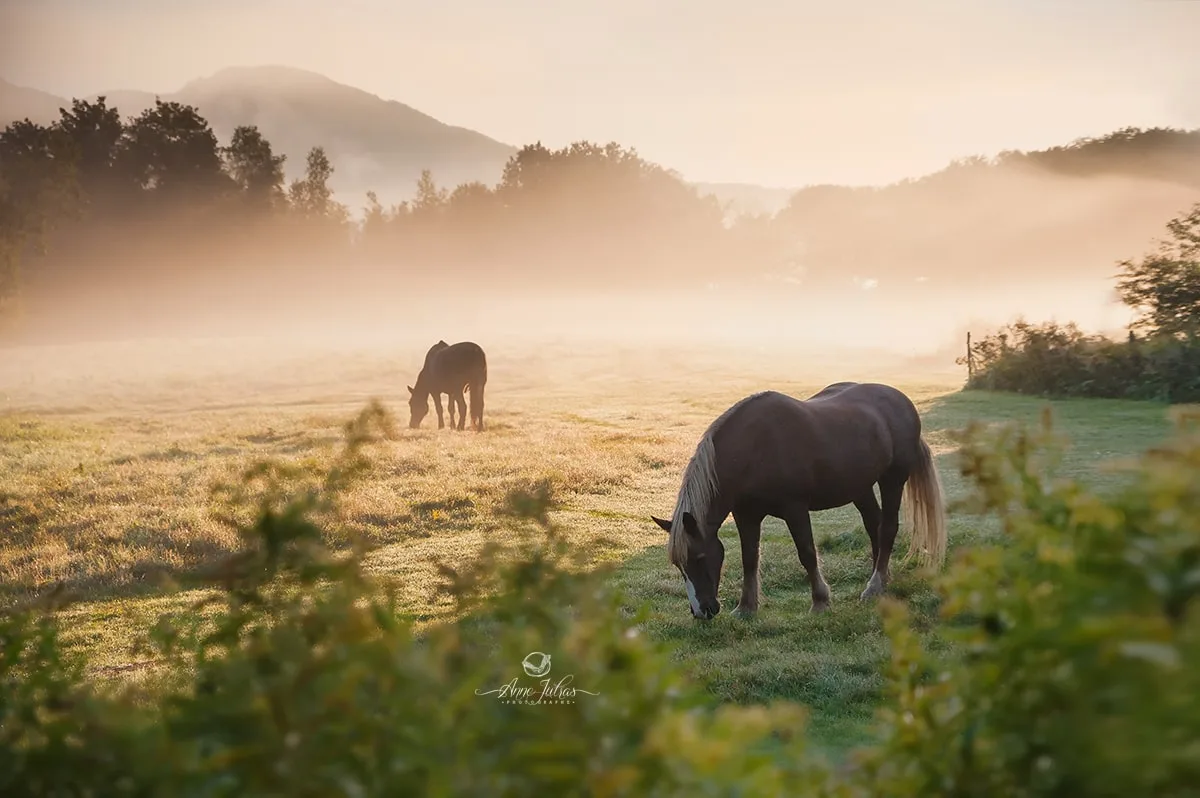 Comment utiliser un premier plan pour donner de la profondeur à vos photos