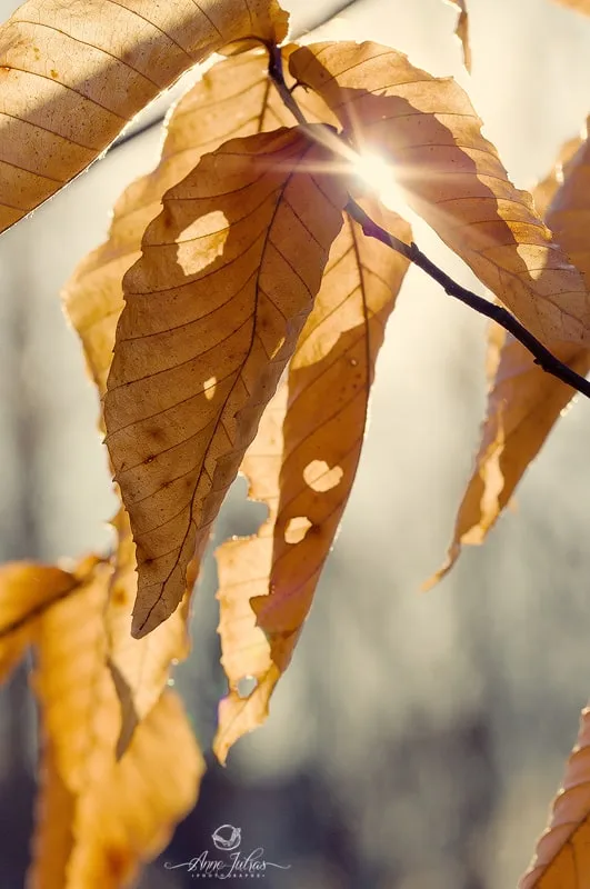 Photo de paysage : comment créer un soleil en étoile