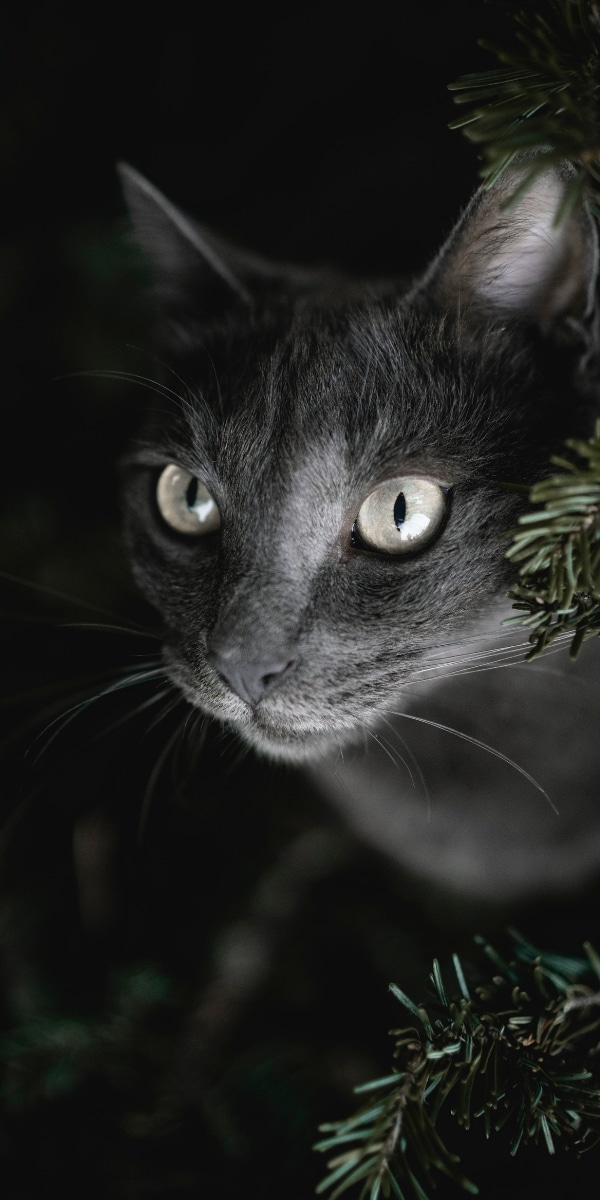 Photo de Ananda Joinet