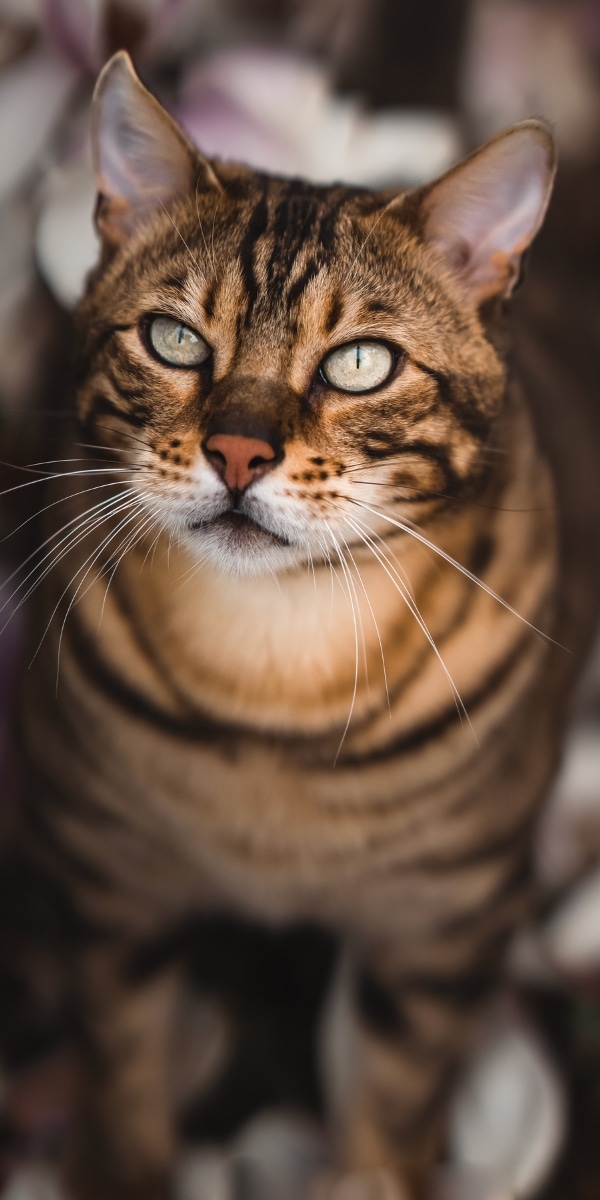 Photo de Ananda Joinet