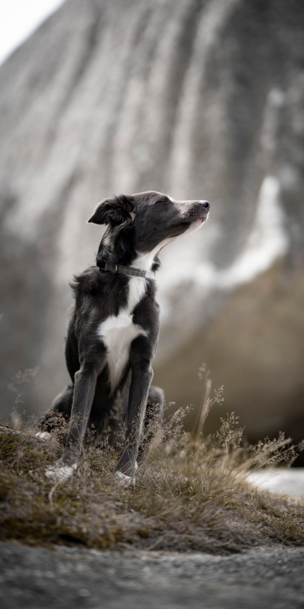 Photo de Ananda Joinet