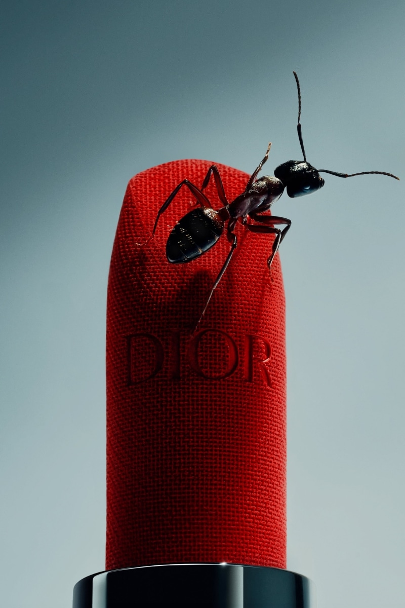 DA - Une fourmis sur un rouge à lèvres