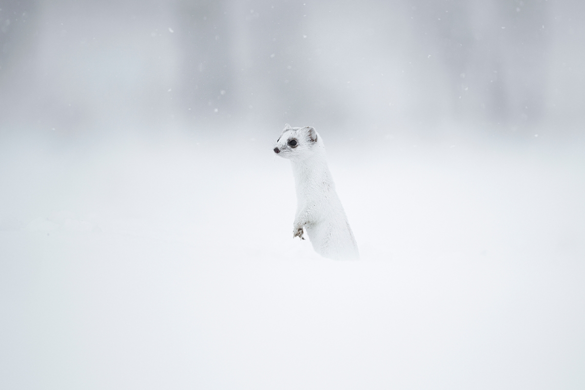 Photo de Ananda Joinet