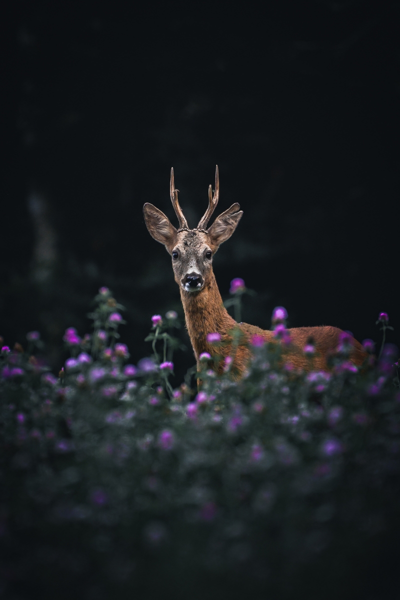 Photo de Ananda Joinet